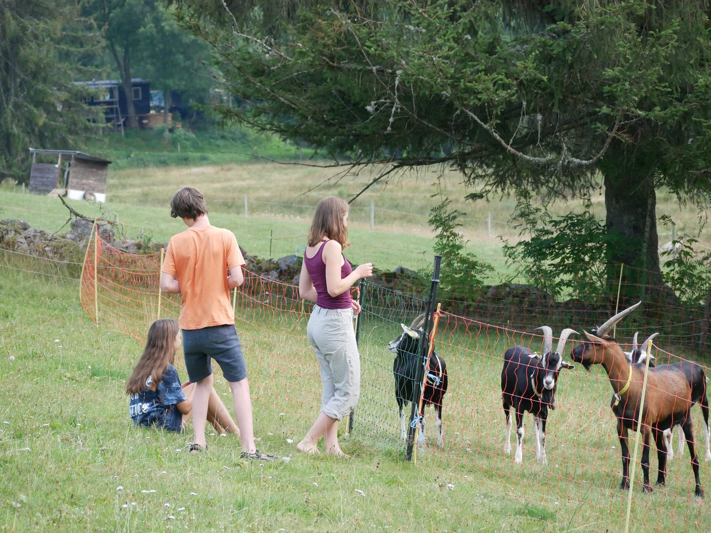 Schwarzwaldseminar - Ferien auf dem Bauernhof