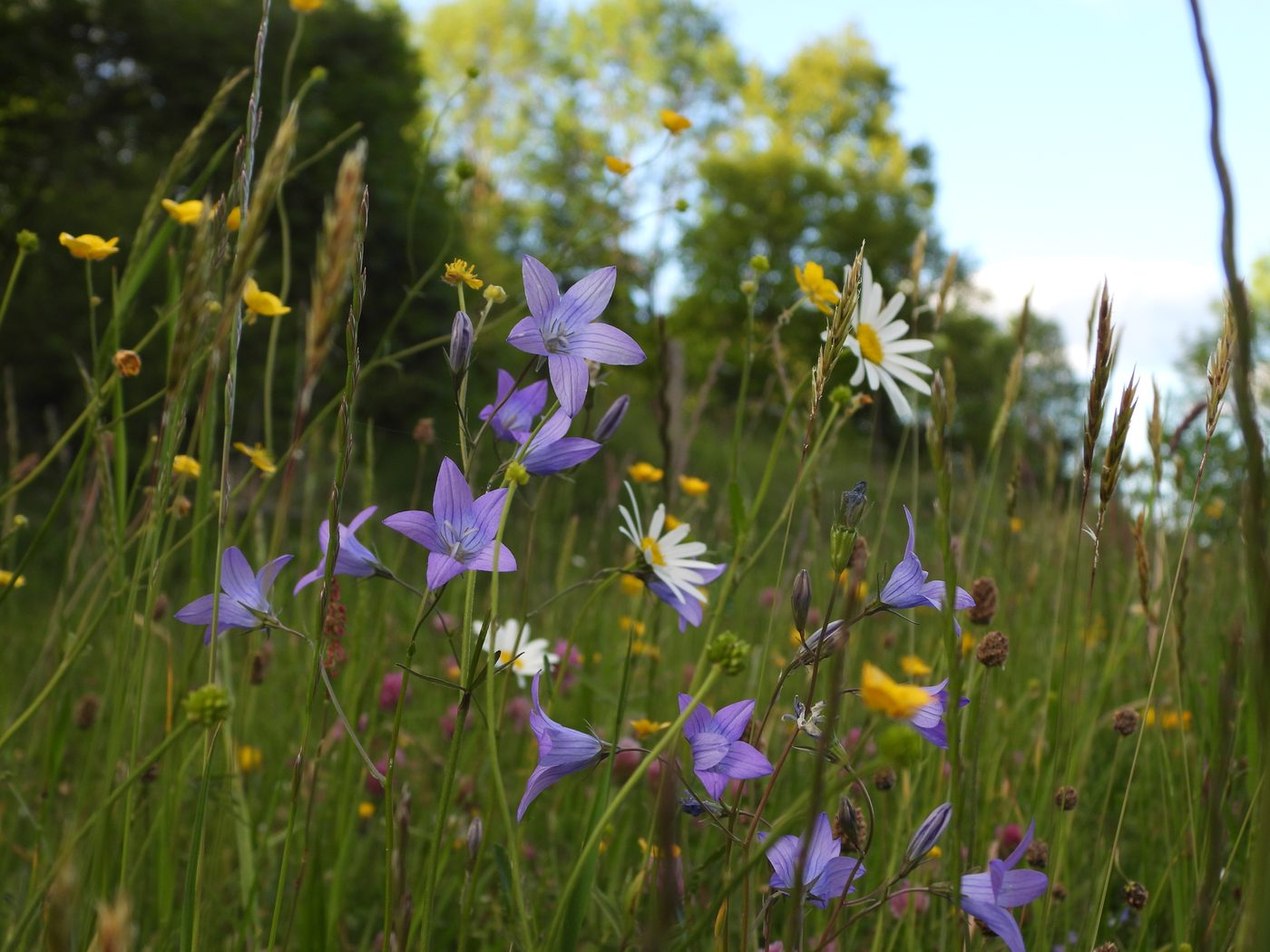 Blumenwiesen in der Rhön